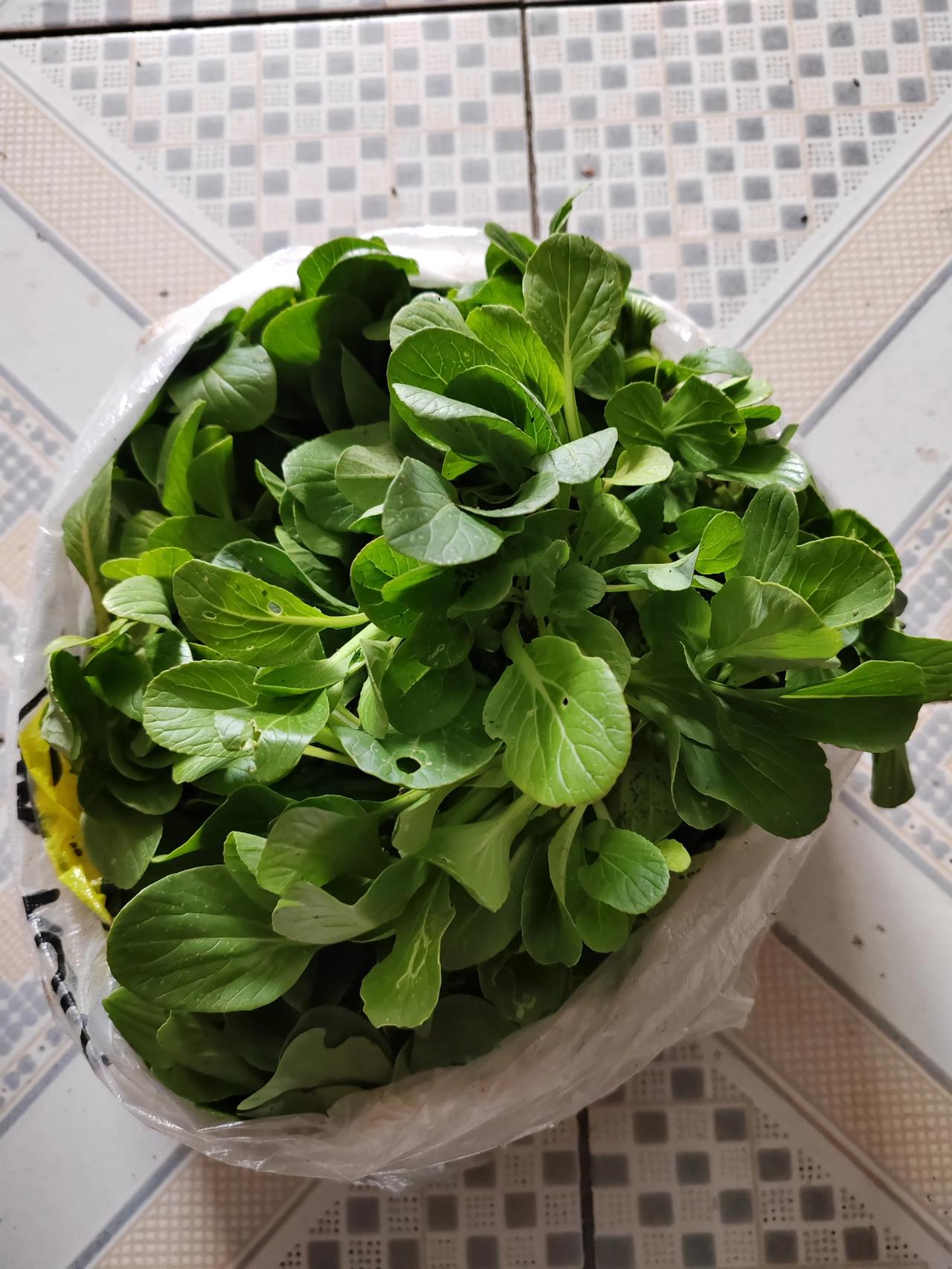 今天我去我姐家，因为姐家住1楼，前边有一块不大的土地，种的小白菜，小油菜，姐姐给