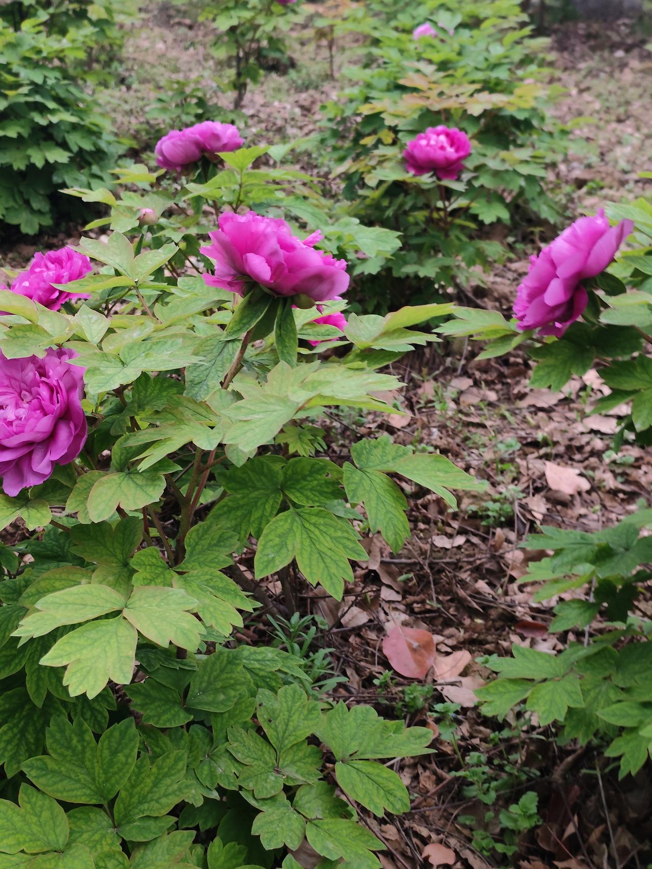 分享随手拍摄的树木和花草照片春天里的宜城