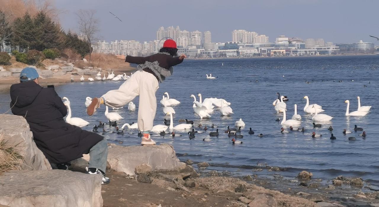 荣城之旅2——梦碎天鹅湖。我们是跟着摄影团来的荣城，几天的接触，我发现摄影师们真