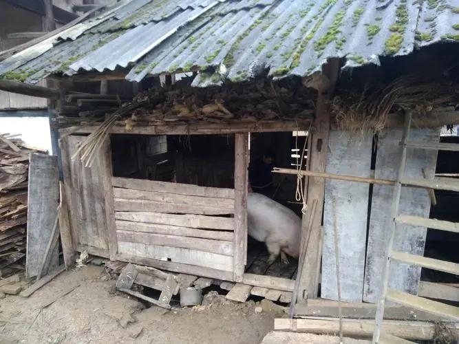 1985年5月，一辆接一辆的警车，鸣着警笛开向了陕西商县王墹村。上百名全副武装的