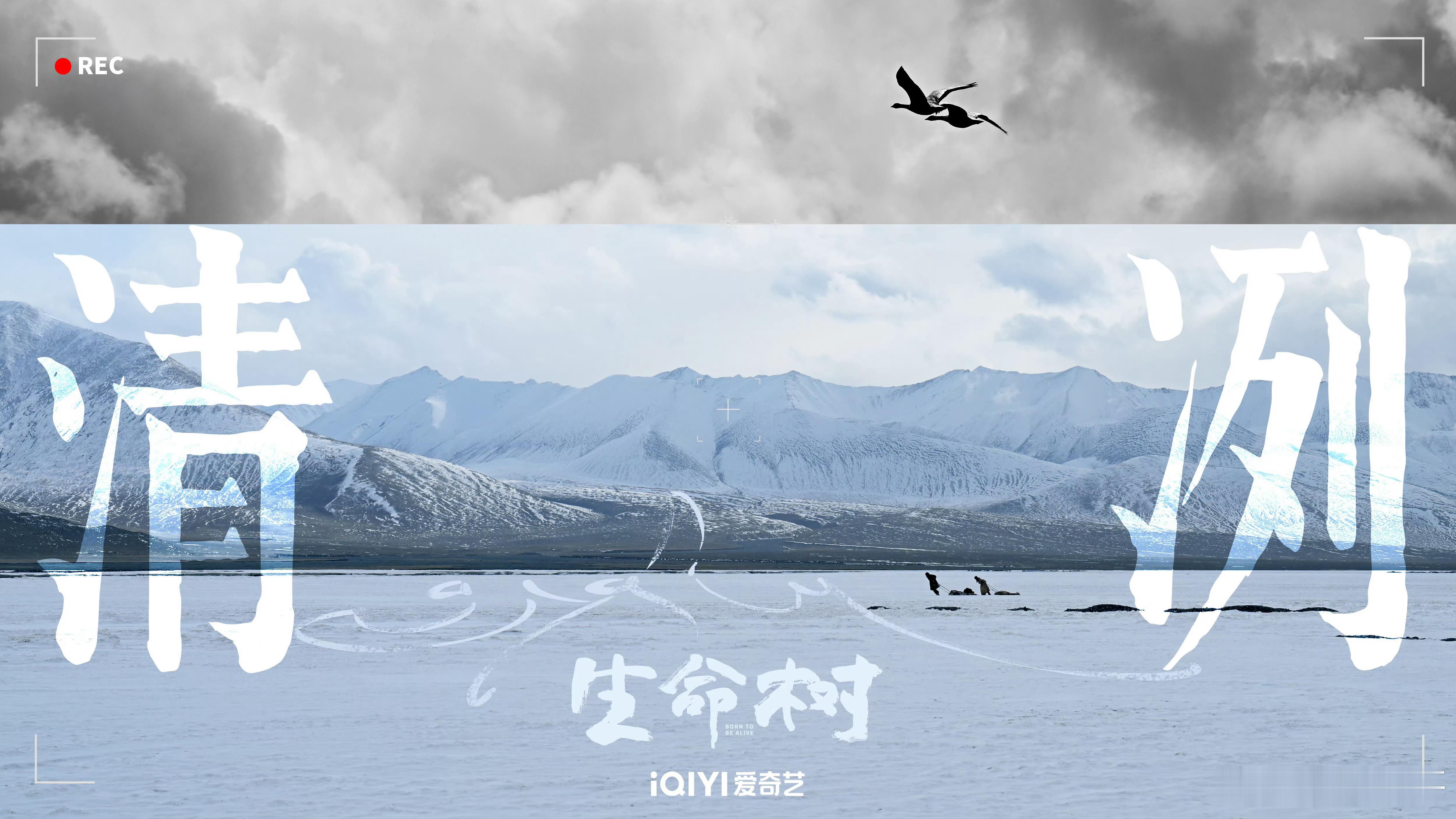 杨紫的生命树剧方做的海报都还蛮有质感的，有种高原虽然空旷无垠但又波澜壮阔绚烂静谧