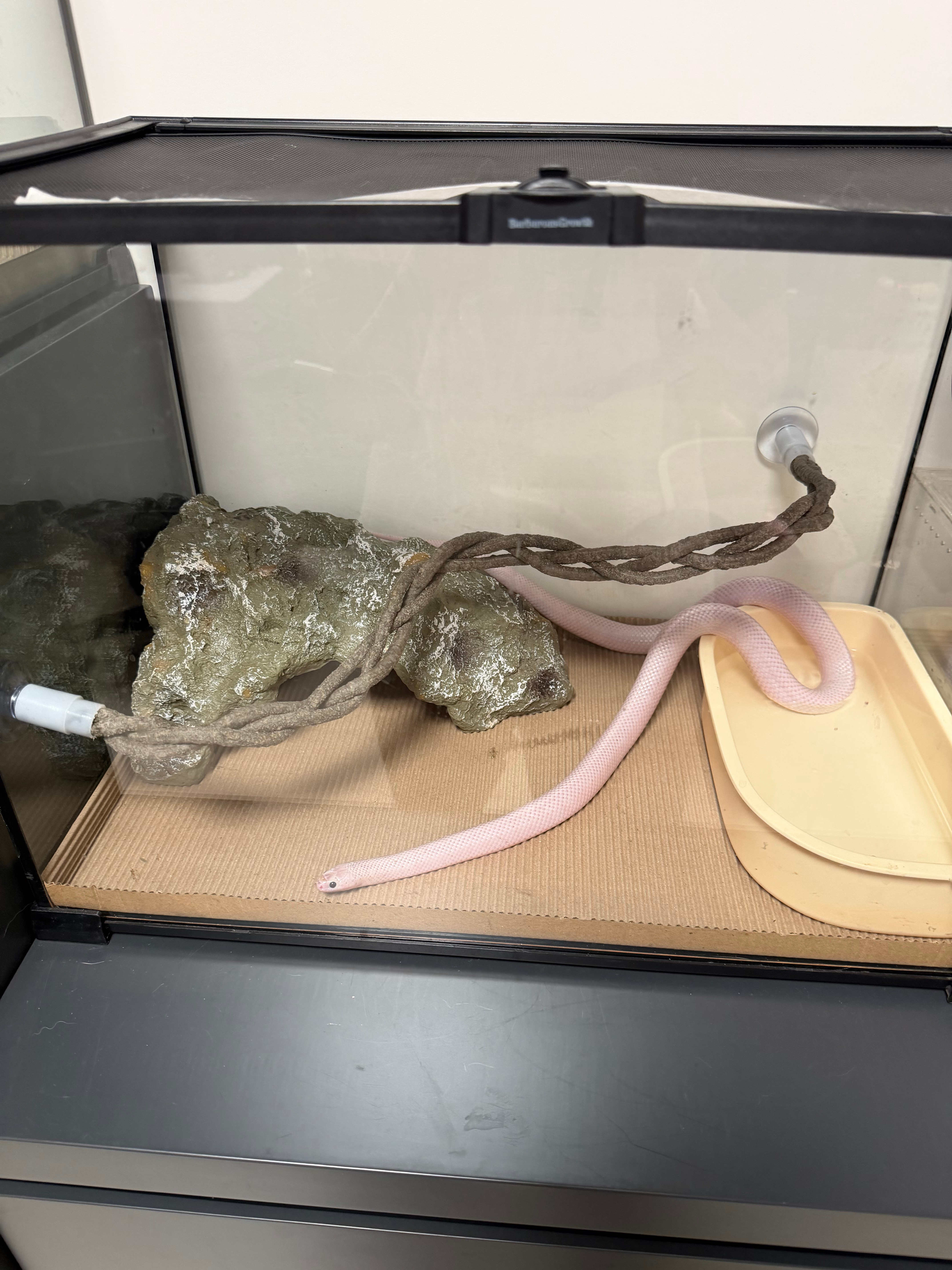 不知道他玩不玩这个条 