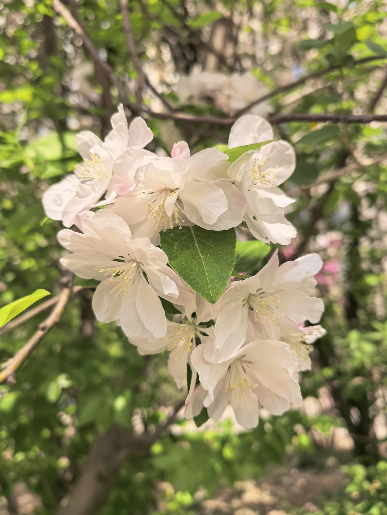 小区里的花全开了，
看着让人心情大好。