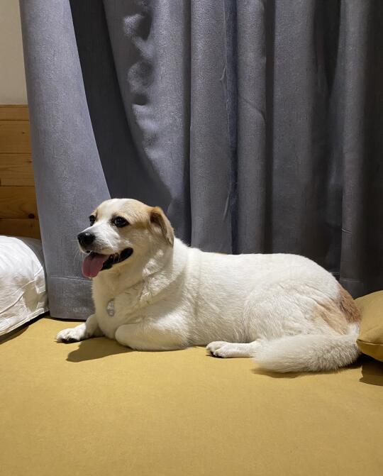 胖胖第一次住民宿