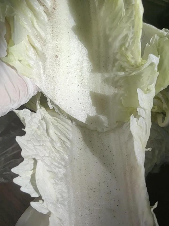 后悔没买玉田毛尖，买的白菜叶子里都是密密麻麻小黑点，查豆包说是生理性的，不是霉菌