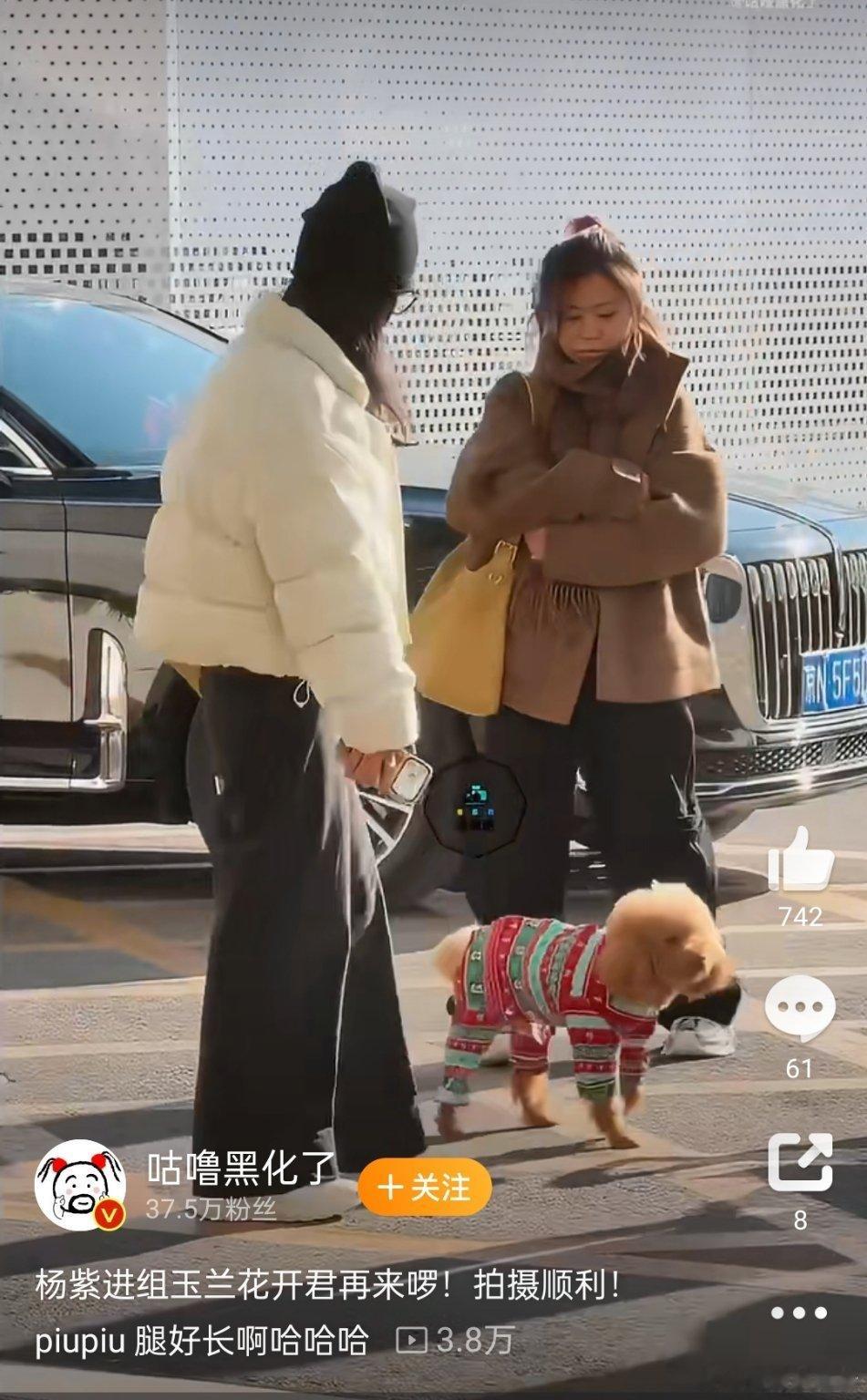 又带着狗进组了 