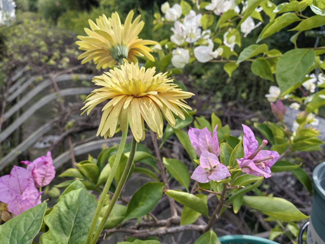偶遇一户人家，院里繁花盛开✨
 
路过一户小院，主人种了满院花草。
花开得热热闹