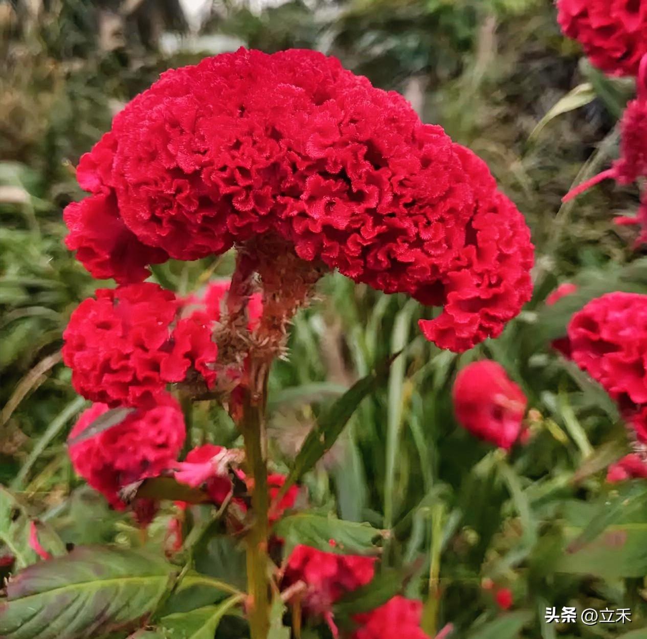 花园里鸡冠花长得太漂亮了，而且还超级大，比以前见过的都要大，好看，拍下来分享给好