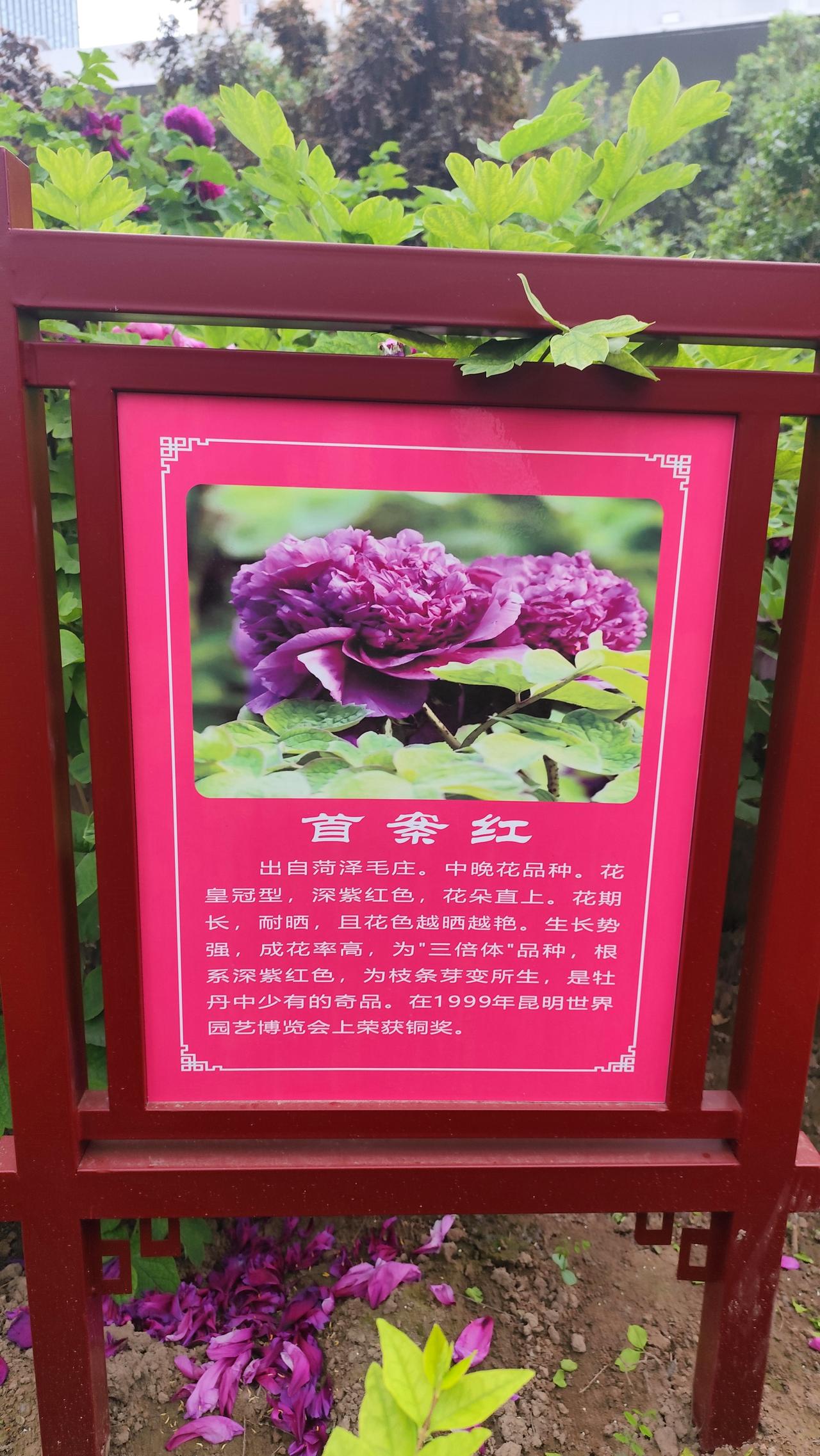 【西安牡丹苑：不看不知道，牡丹品种能起出这么多神仙名字！】本来只是想趁春天去拍几