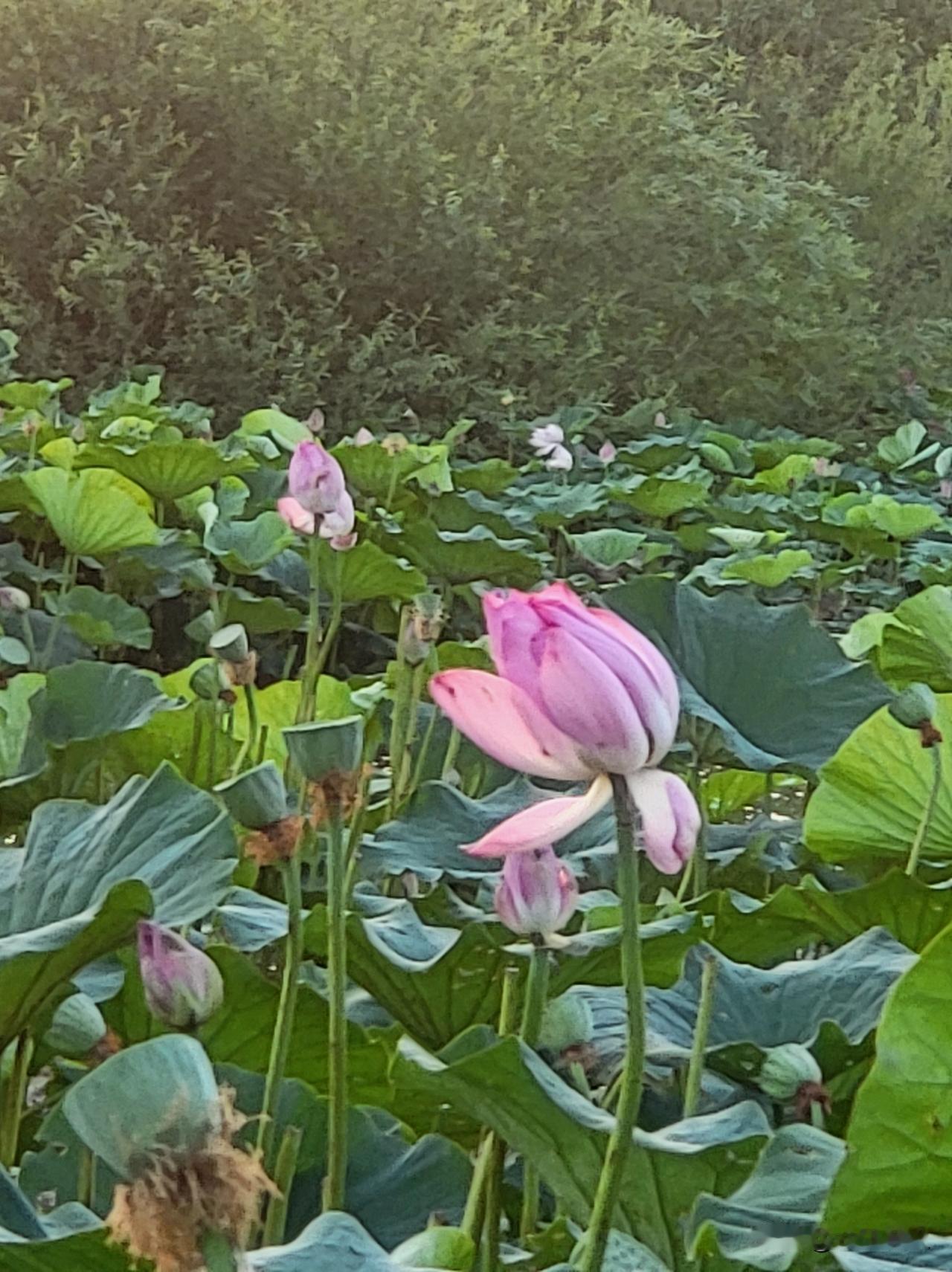 粉嫩的荷花在绿叶中绽放，宛如仙境中的仙子。