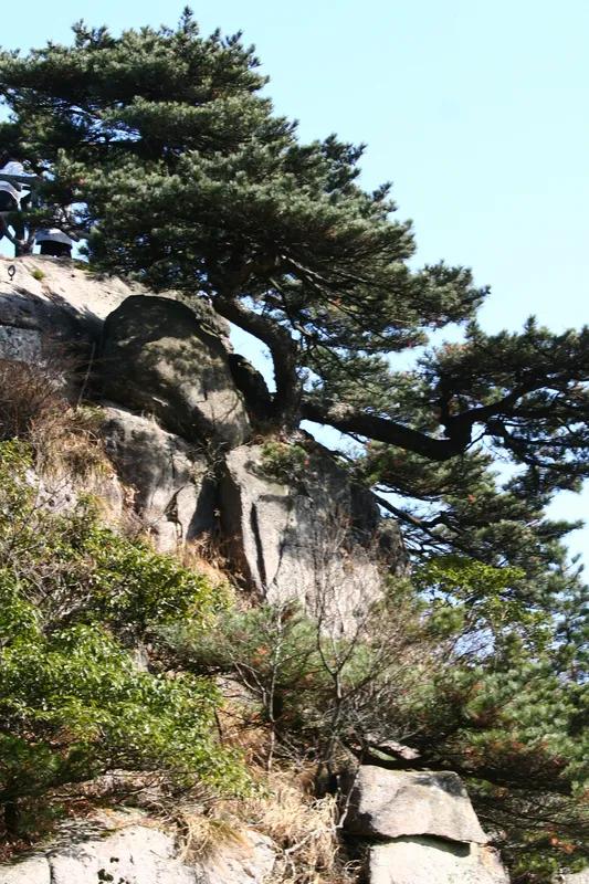 《飞瀑》
负手松前观瀑影，
凝眸崖畔赏泉声。
微风拂面心神醉，
白雾升天瀑花飞。