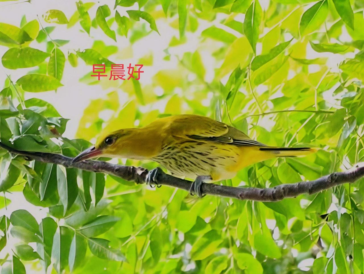 各位老师：早晨好