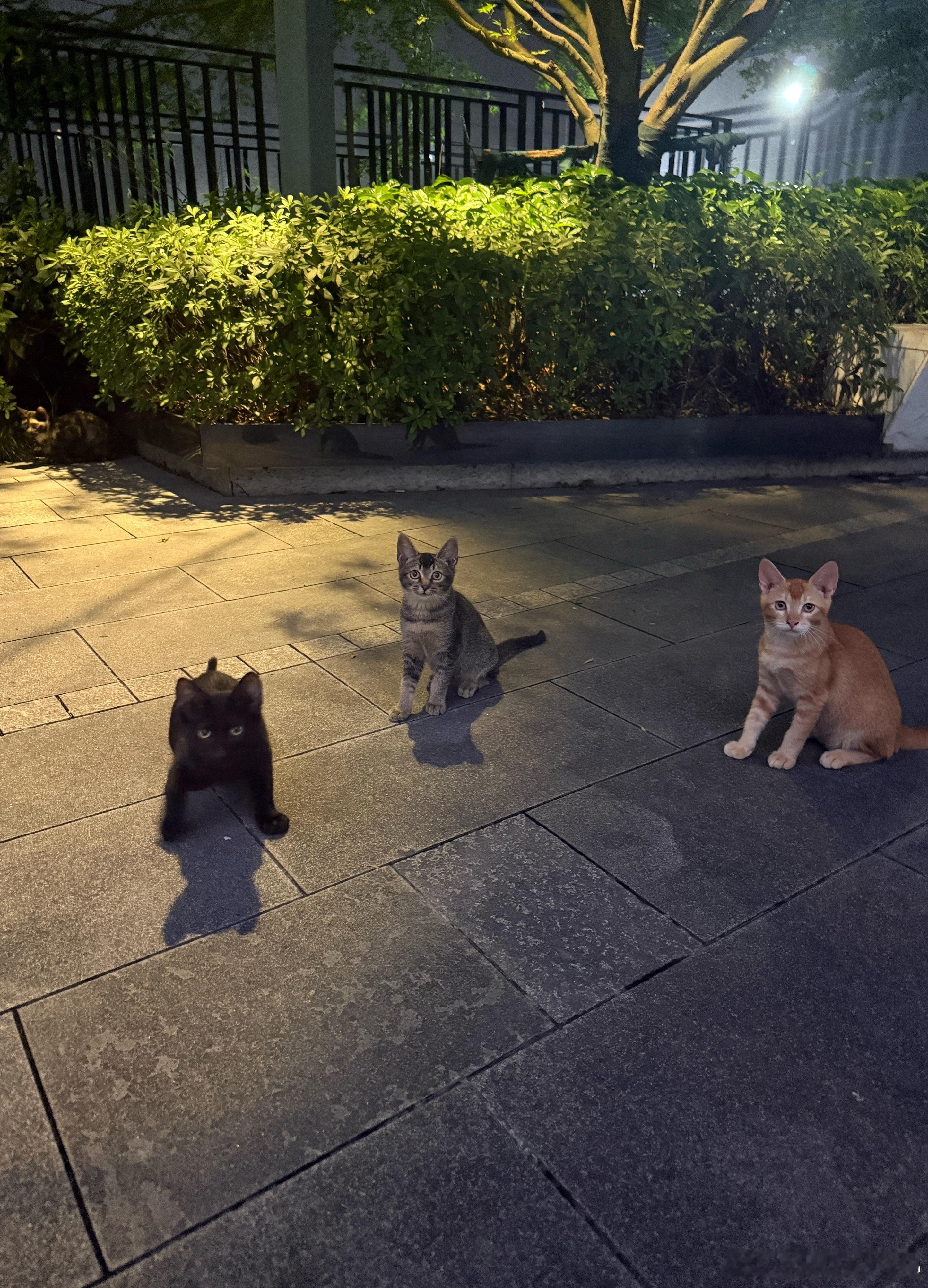 可能是因为身上有猫味，三只小流浪猫跟着我玩了好久。 