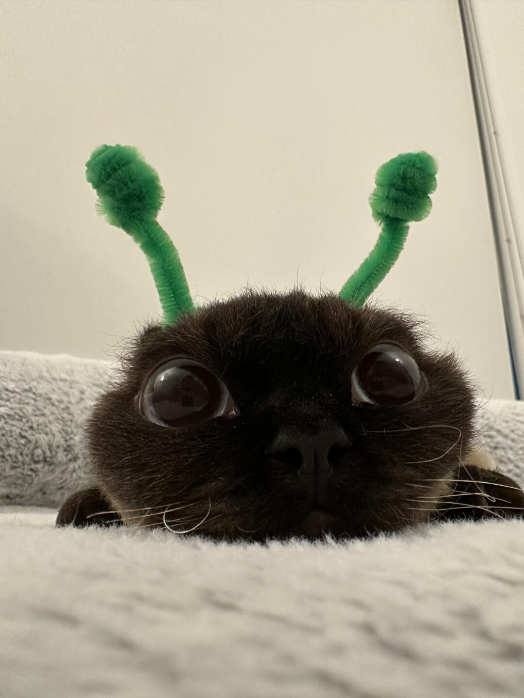 外星来使扁头猫👽