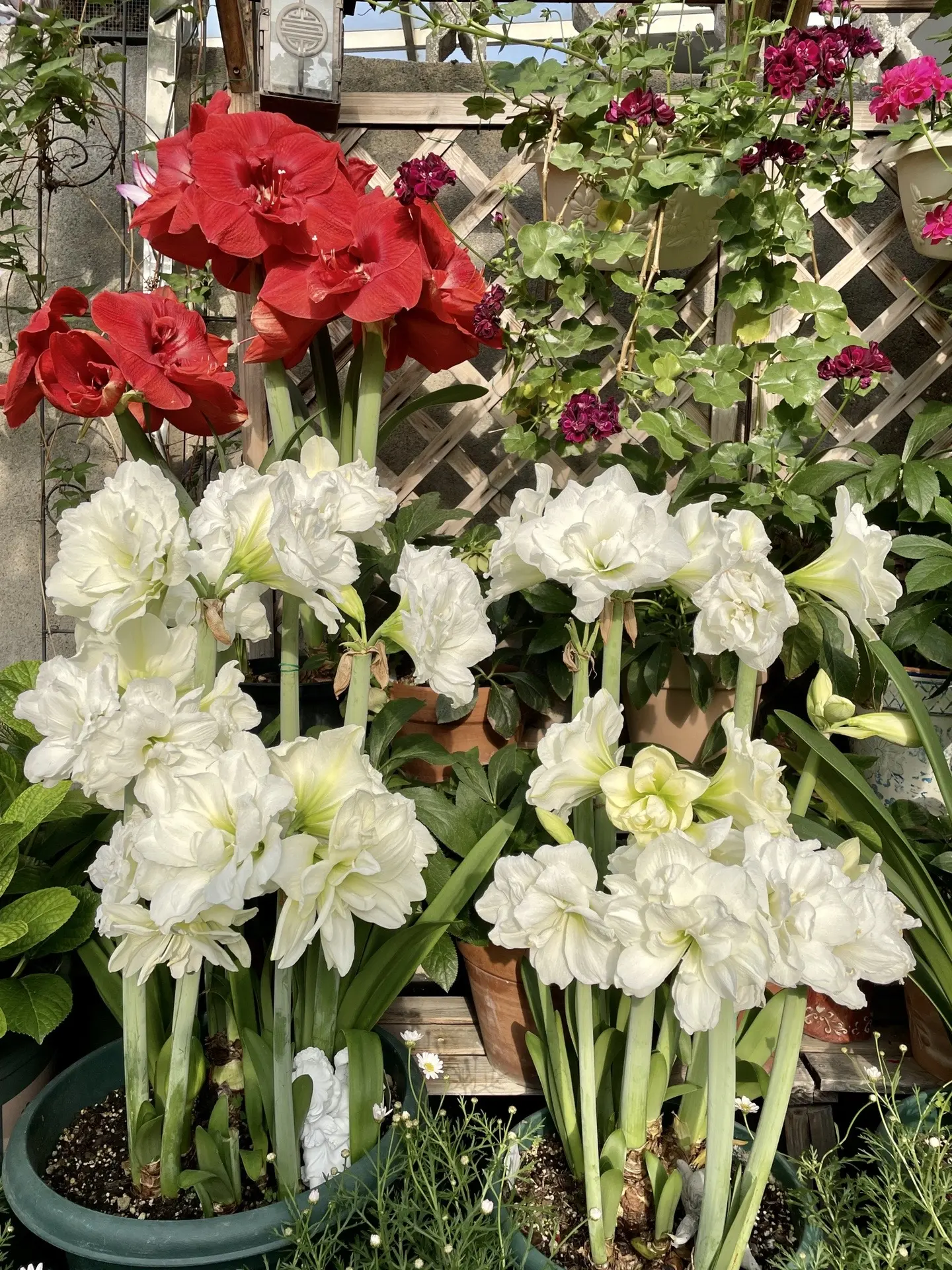 正红色的朱顶红，你会想到谁？花友藤小伊种了许多朱顶红，她说：“虽然喜欢...