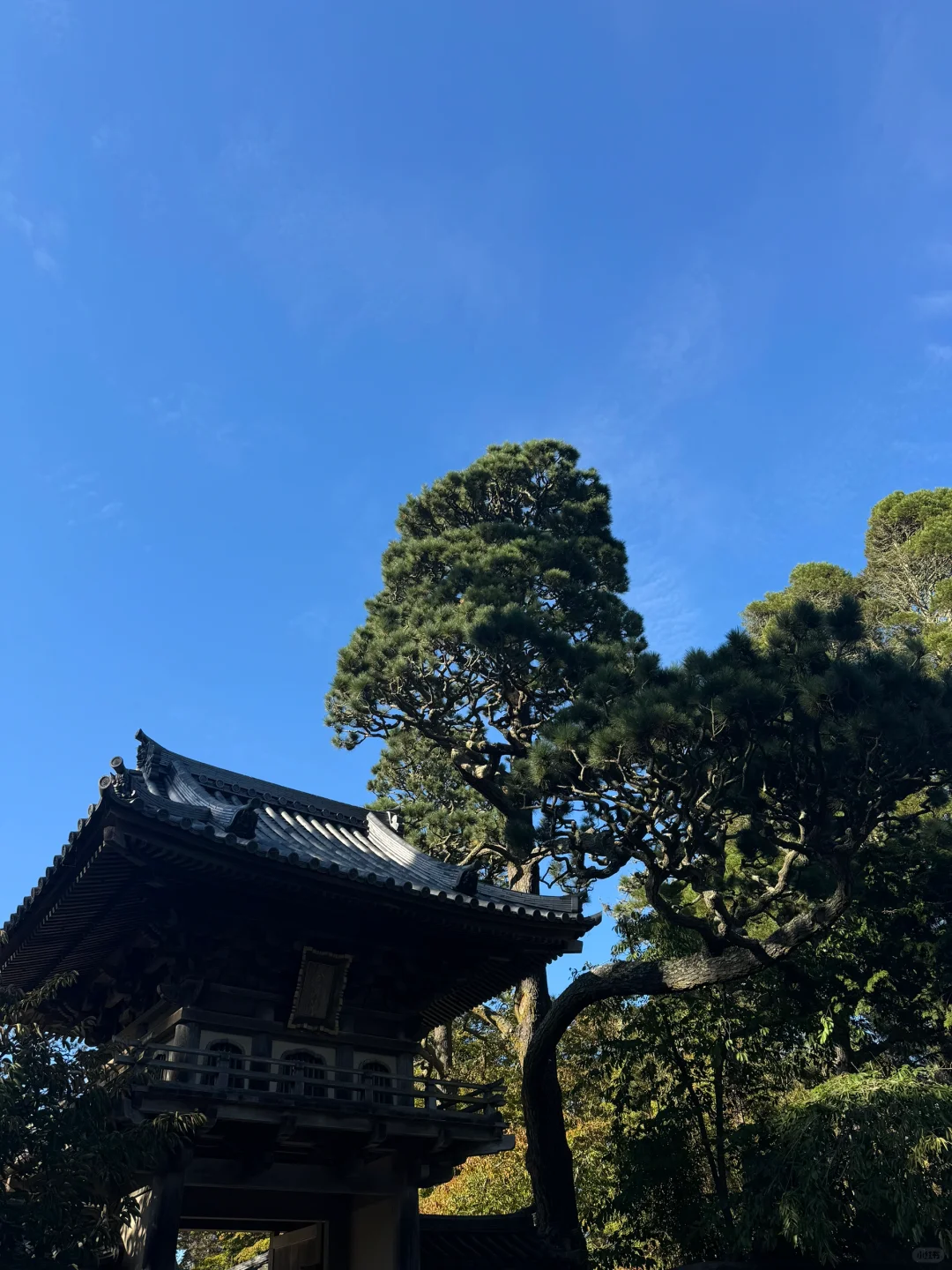旧金山一键转场日本茶园🍵