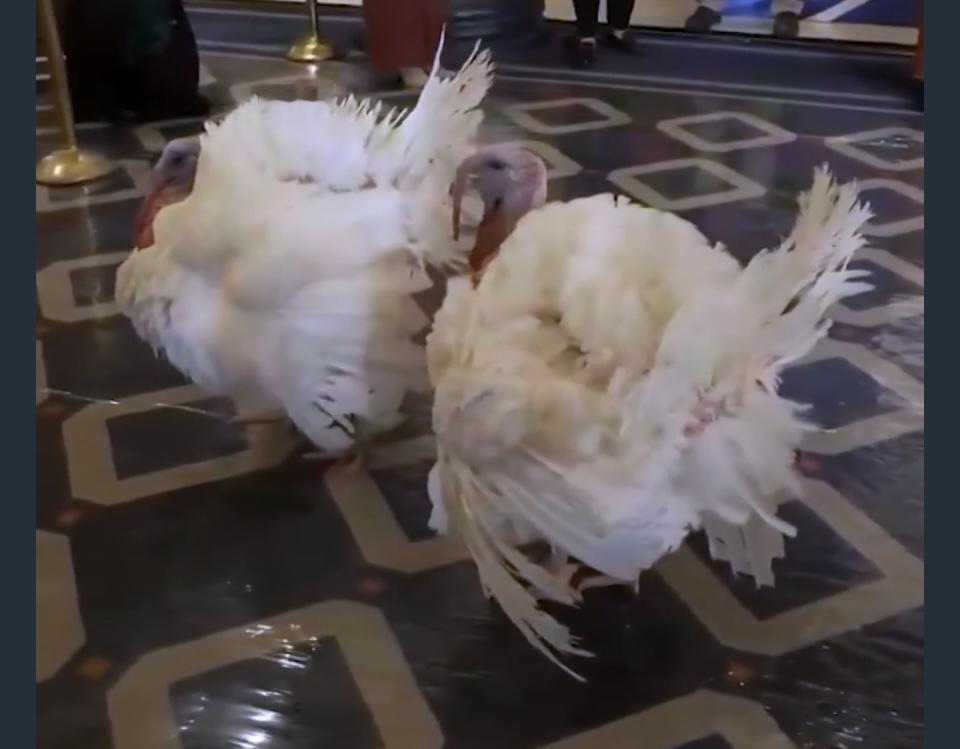 感恩节将至，两只幸运火鸡被选中接受总统赦免。
     感恩节即将来临，在美国千