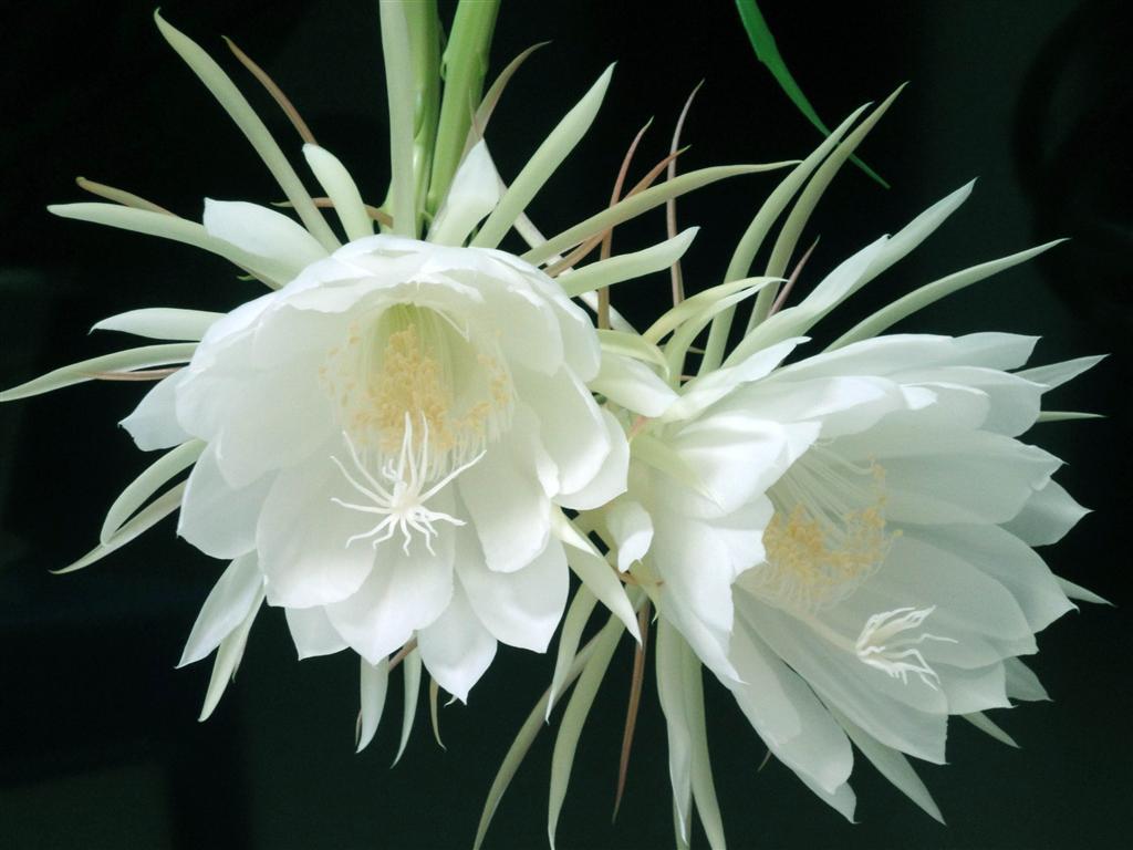 昙花只开几小时，深夜才绽放，为什么开花时间这么短？

“昙花一现”这句老话，很多