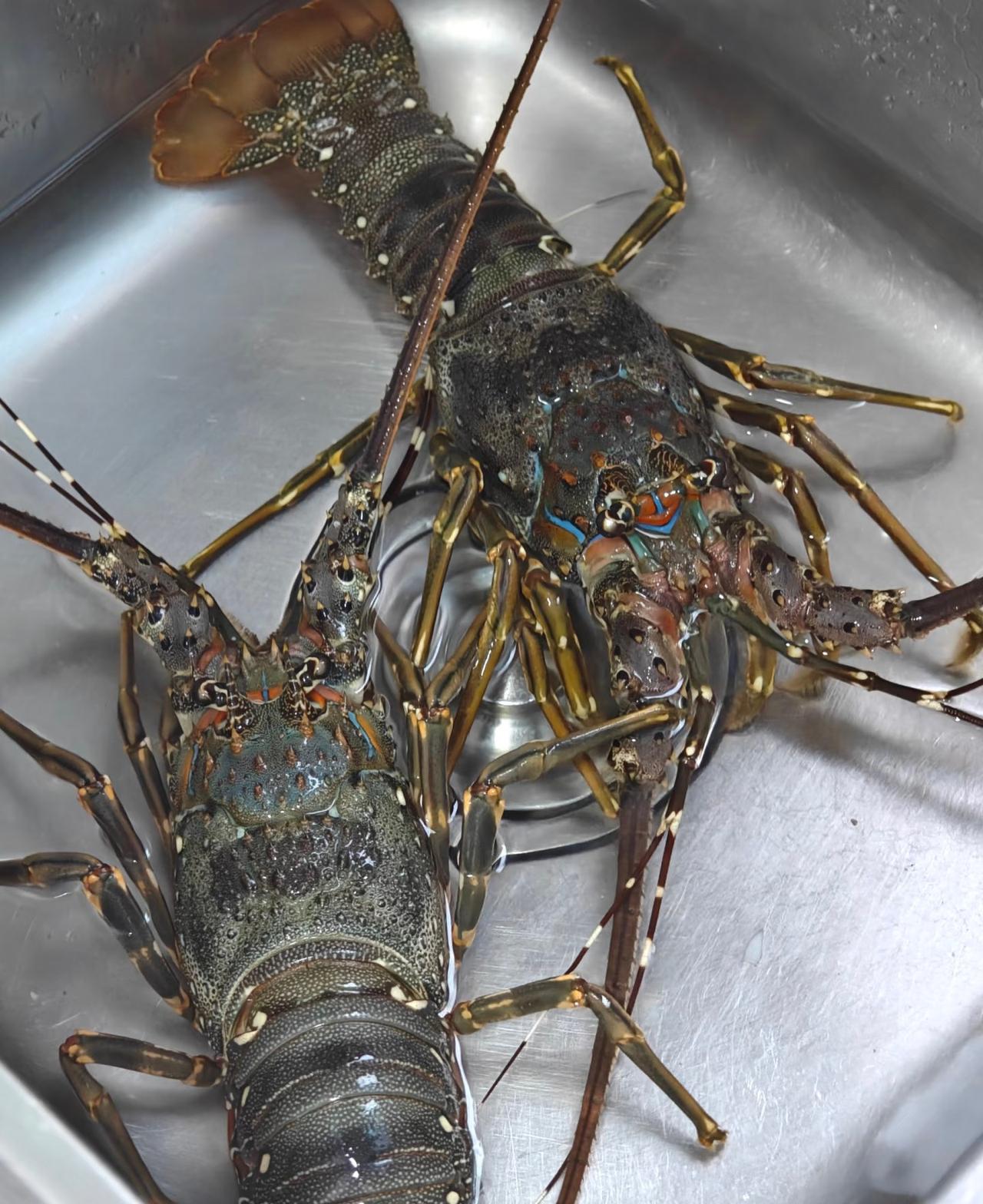 春节期间潮汕地区物价还是很感人！初二外嫁女回娘家宴请女婿，两只小青龙花了1700