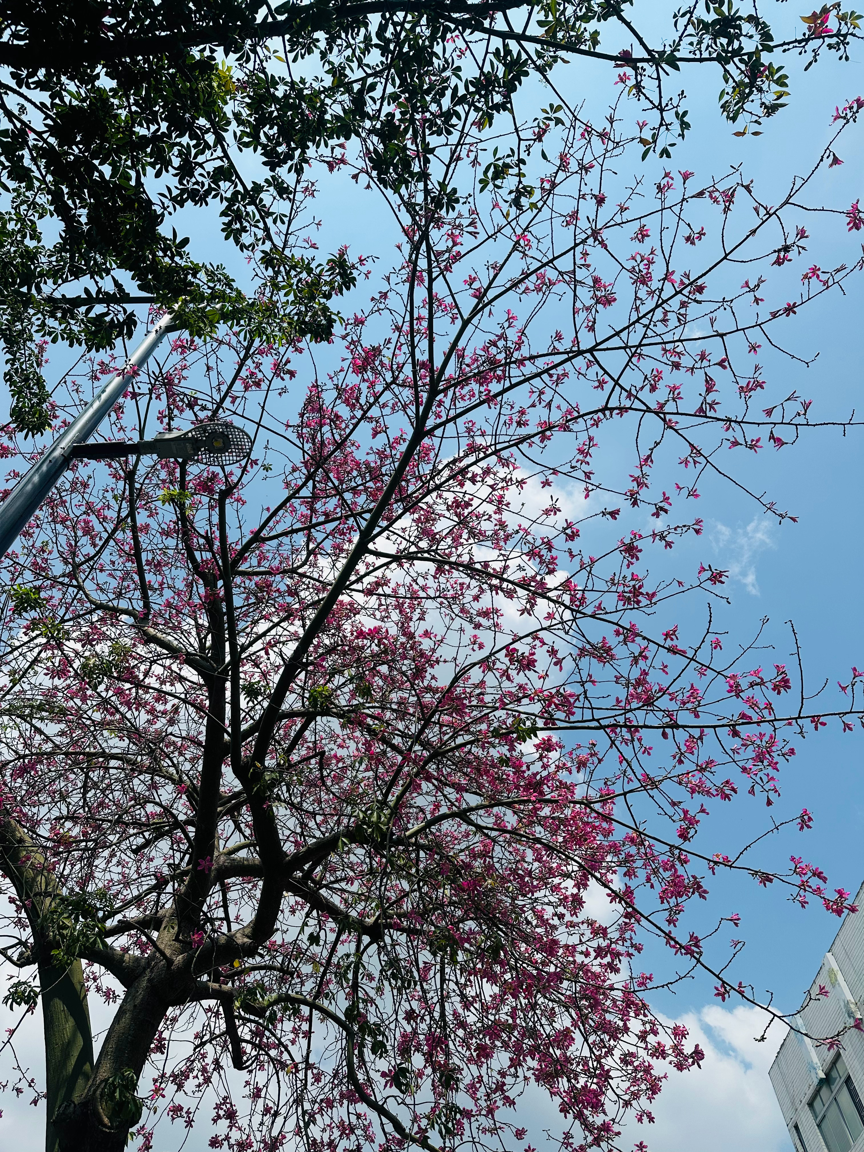 正常来说，异木棉的花开时间是9～1月份，但是这些异木棉7月份就开花了，植物也分辨