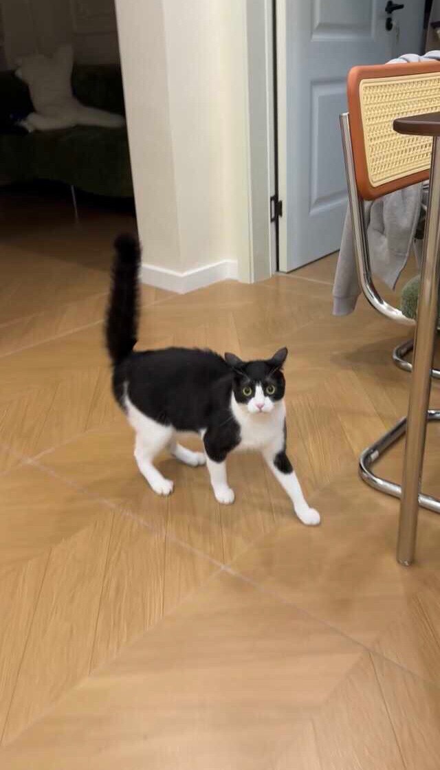可以踹您了吗？我有一些踹踹不安。daily奶牛猫 （投稿：） 