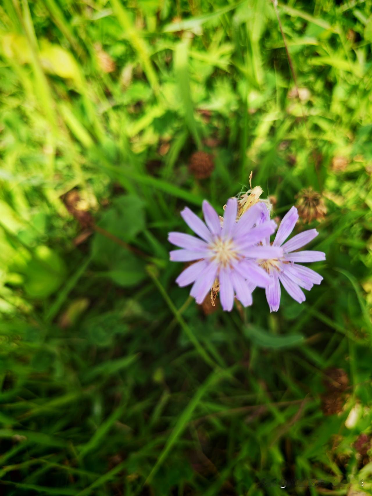 分享你眼中的夏日花草
