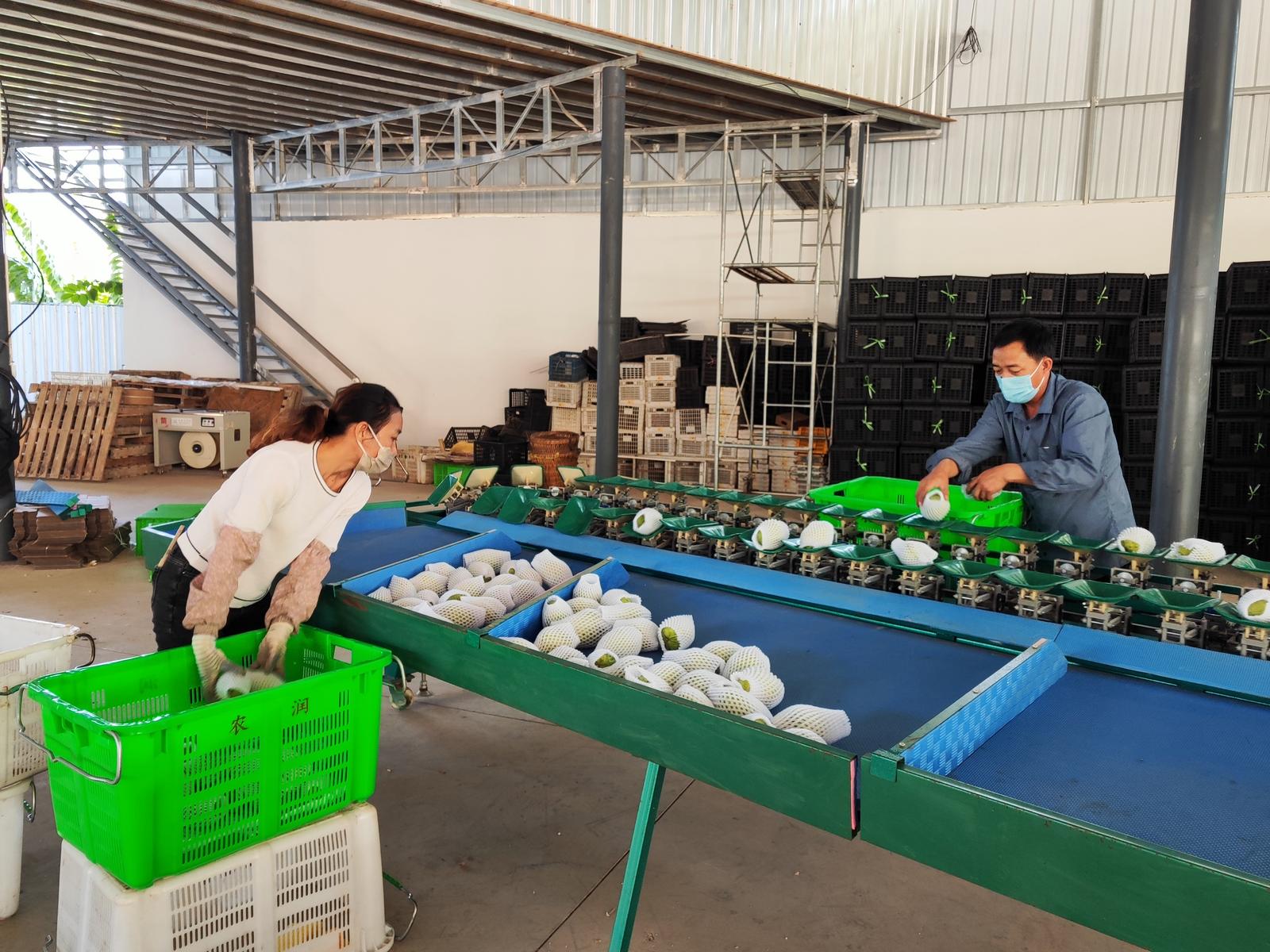 玉溪元江：“品控革命”推动释迦果高质量发展