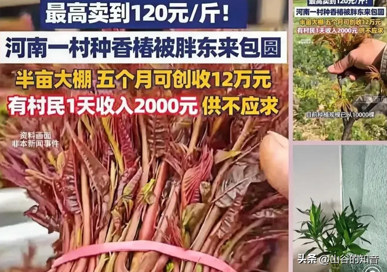 河南一村干部听战友说1斤香椿在上海能卖七八十元，这位村干部还真就信了，二话不说就