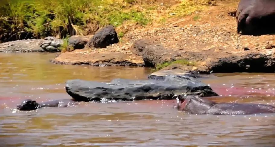 伟大的母爱驱使着河马妈妈，在湍急的河流中，极速追赶上自己刚出生的孩子，避免了一场
