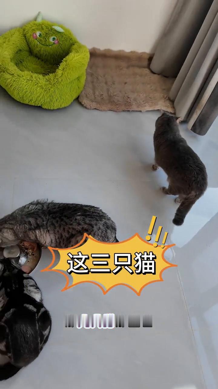 现在我家这猫真馋，就给它们弄的罐头，三只猫在那吃。那几只猫那里边还有一只，这个猫