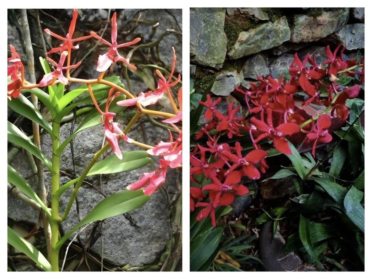 如果在野外发现它，可以摘回家吗？

唯一的答案就是：最好不要摘，更不要买卖和破坏