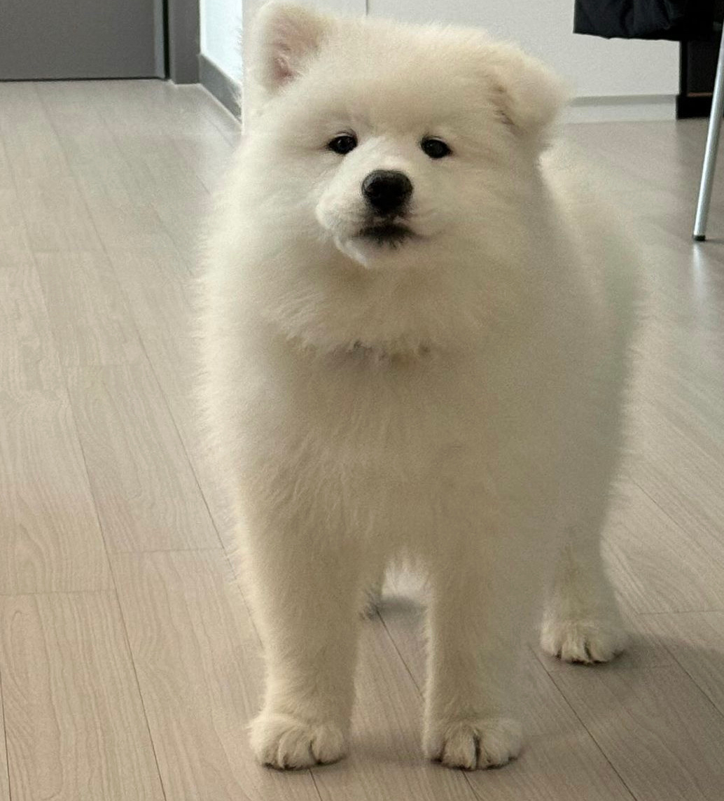 你回来啦 