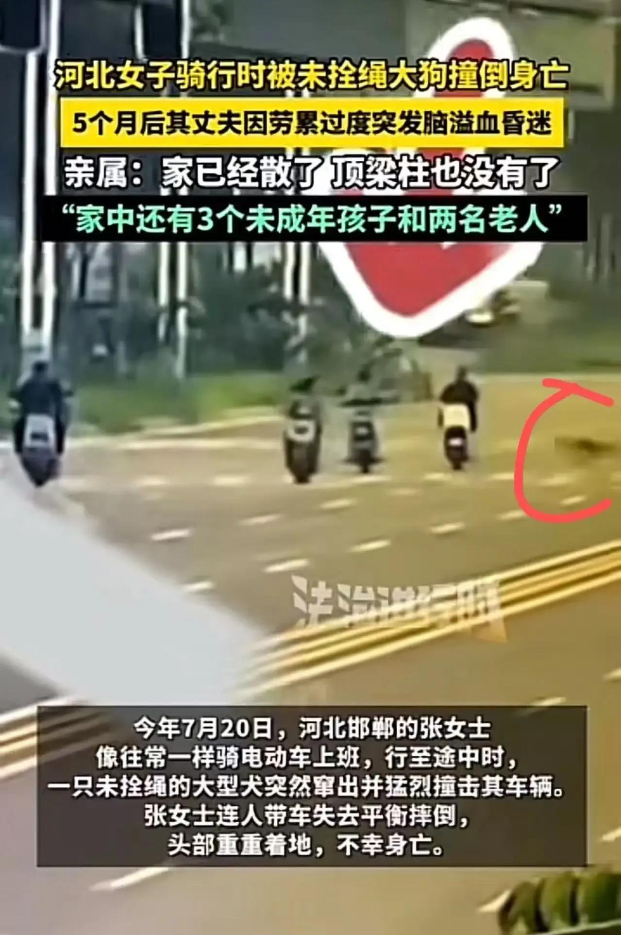 河北一女子骑行时竟被未栓绳的大狗撞倒身亡，这起悲剧让人痛心不已！更令人揪心的是，