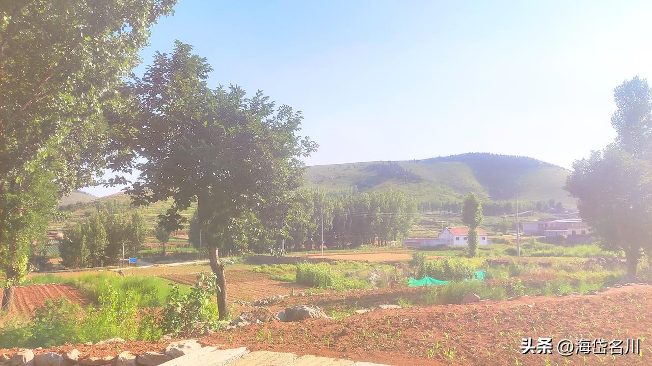实拍咱山东临沂山村的夏天！
刚收完麦子的地翻耕完毕，玉米小苗刚冒头，层层梯田顺着