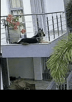 狗子当时都吓坏了[捂脸][捂脸]