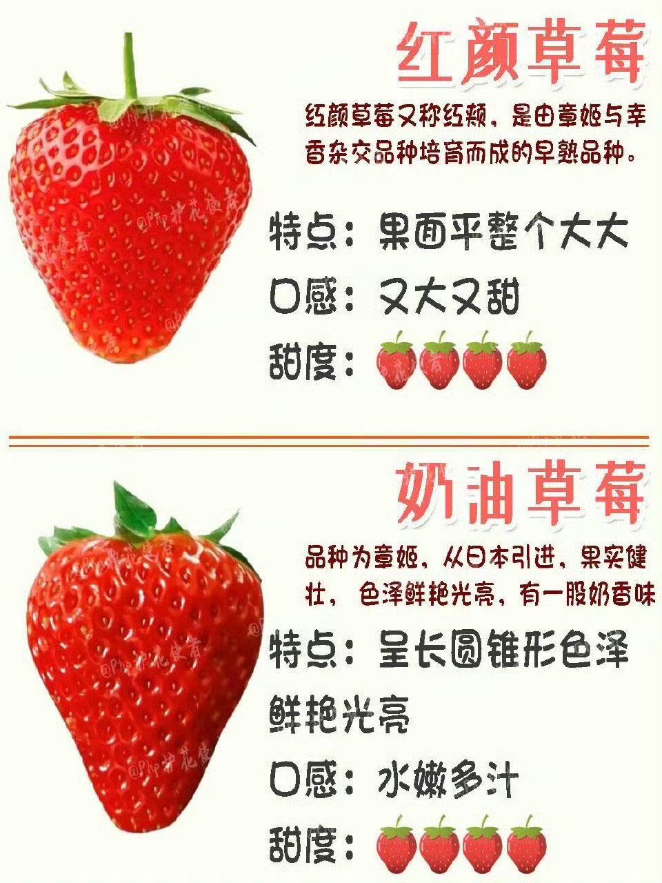 临近过年草莓价格反而开始回落 快要过年，草莓的价格开始降价啦，是不是可以实现草莓