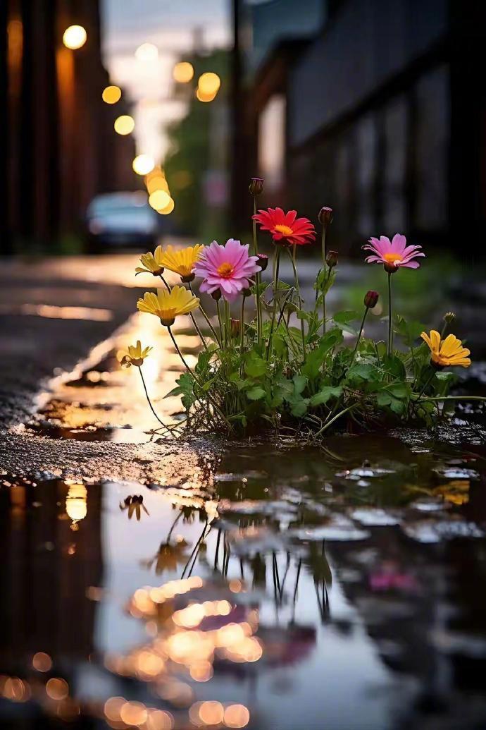 雨滴轻抚，小花绽放🌸 