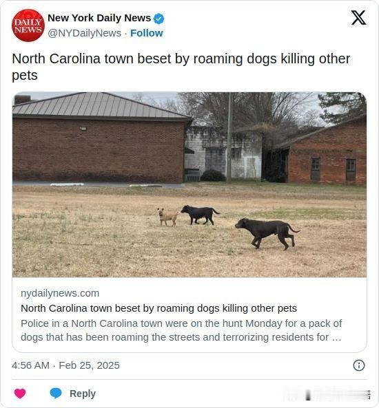 双语简讯：North Carolina town beset by roamin