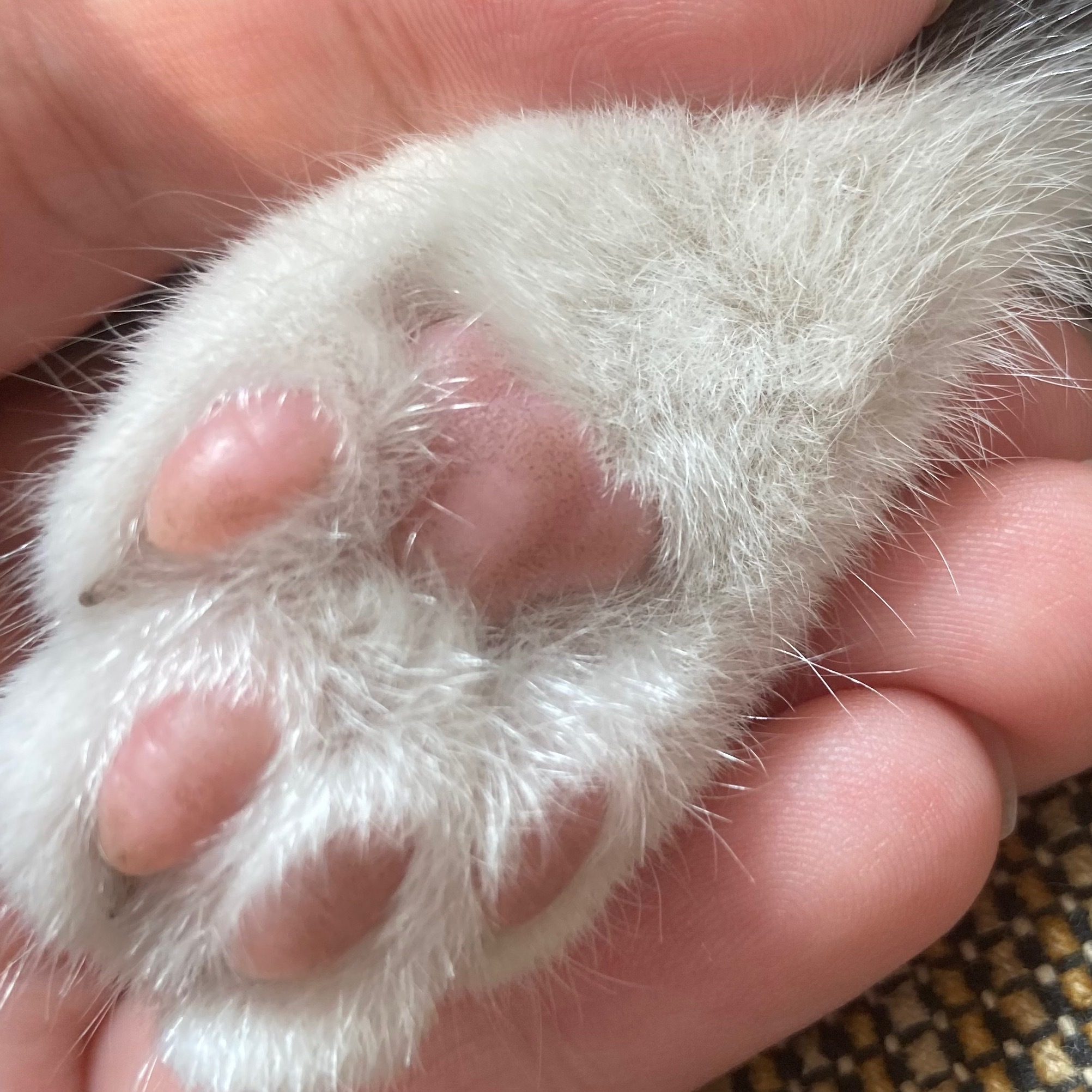 发现我家猫是右脚爪爪全粉，其他三个爪爪是粉脚趾垫，黑色掌垫……萌啊 