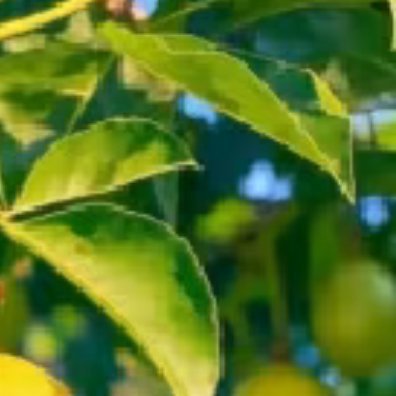 百香果种植1. 选排水好、光照足的地块，土壤以疏松肥沃的沙壤土为佳。2. 种子浸