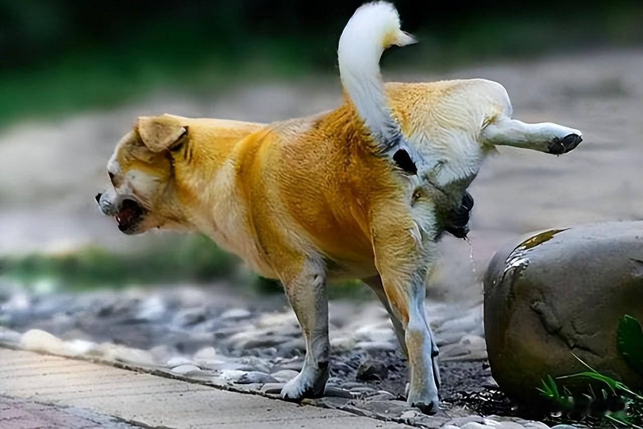 “狗不懂事，人也不懂事？”河南郑州，男子遛狗经过弟弟家门口，狗撒了泡尿，弟弟、弟