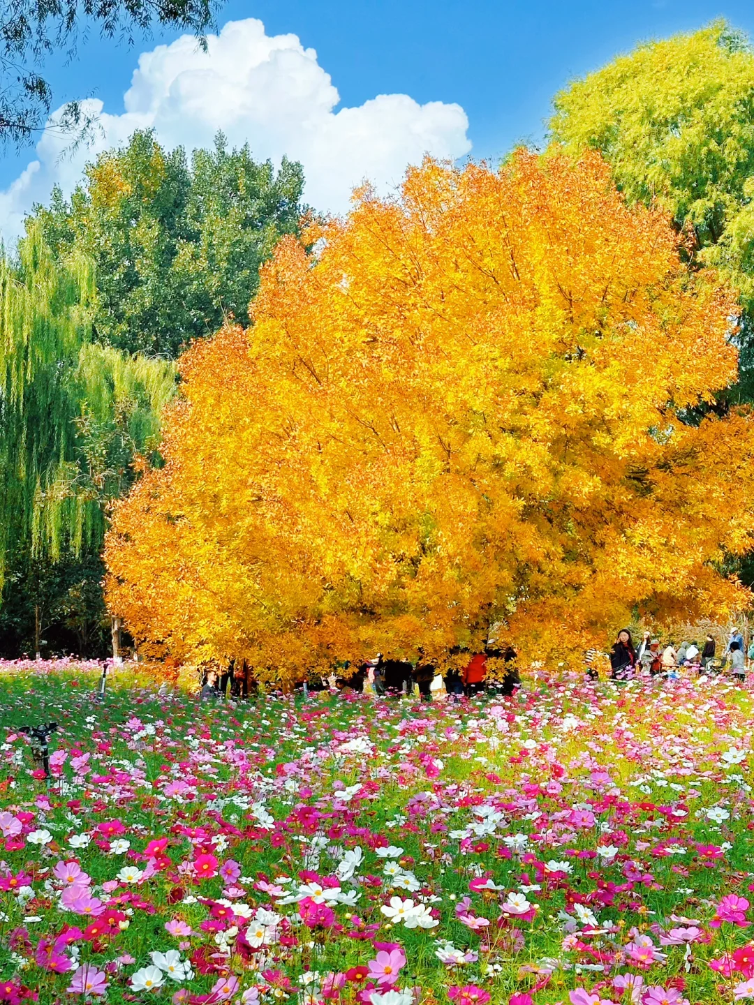 10.12奥森莫奈花园已就位，美哭了！赏秋可冲