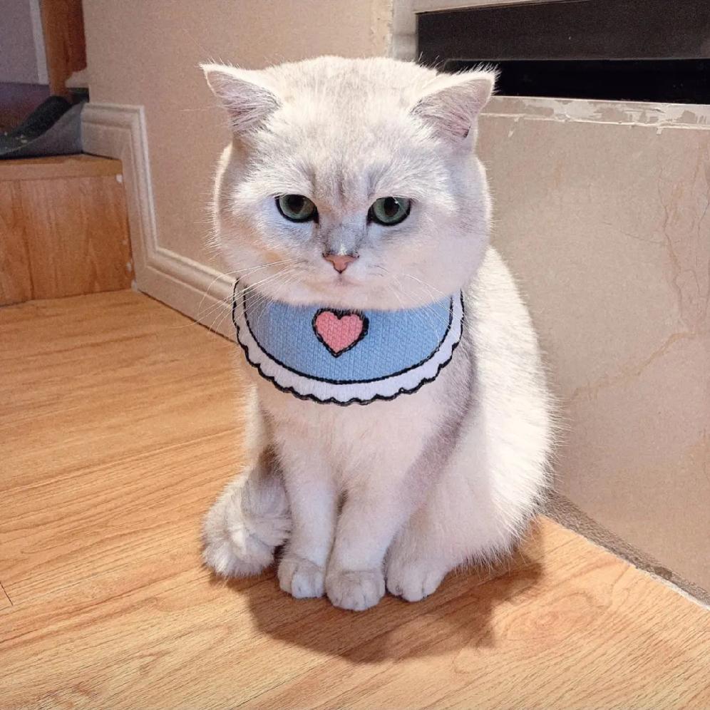 真是无语了，
住在六楼屋里竟然跑进来一只老鼠，
还钻进了冰箱里，
我先生出主意让