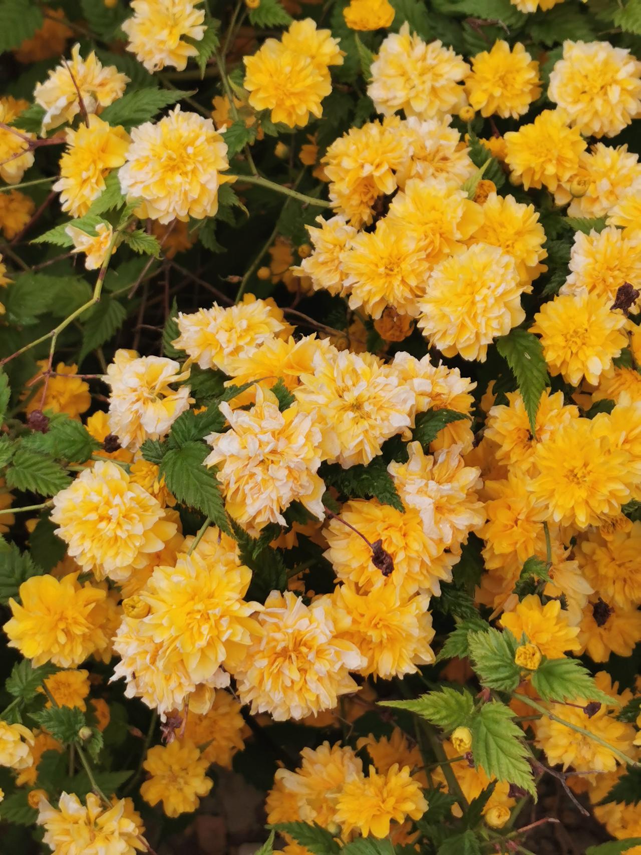 春天就是蓬勃热烈的季节，无论哪种花都是如此绽放，花团锦簇。谁知道，这是啥花呀？