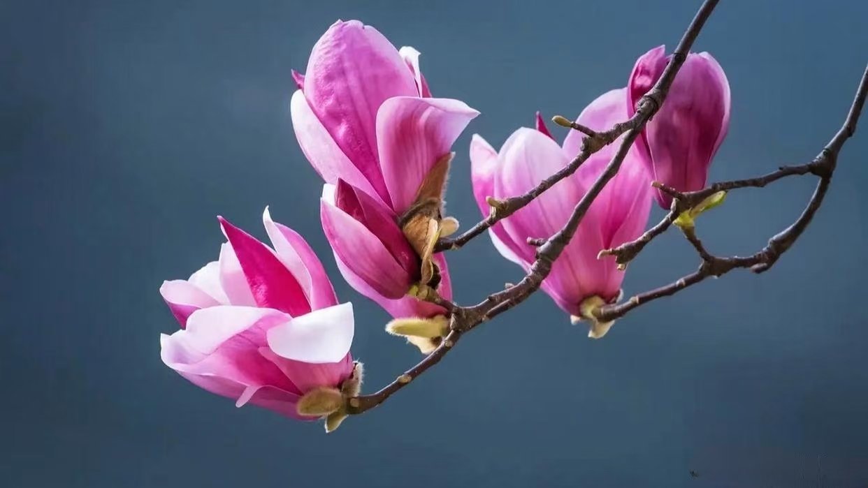 #旅行[超话]#玉兰花开不畏寒，只为春色满人间。献上鲜花千万朵，月圆花好又一年。