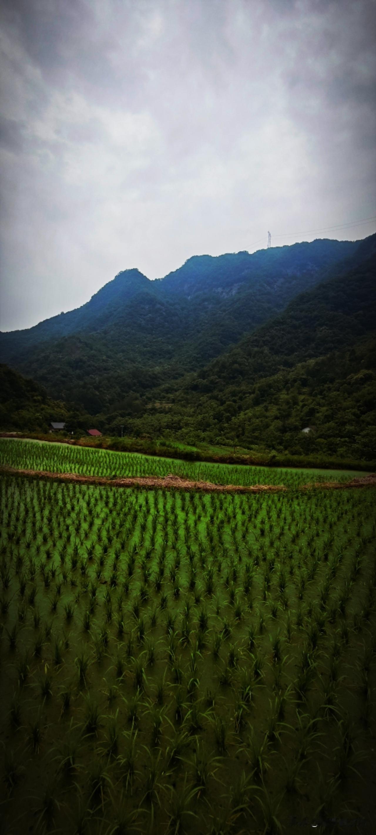 夏日的美好一定是在阴天里，没有暴晒的日头，微微的风儿带着由地心深处沁出的草木香，