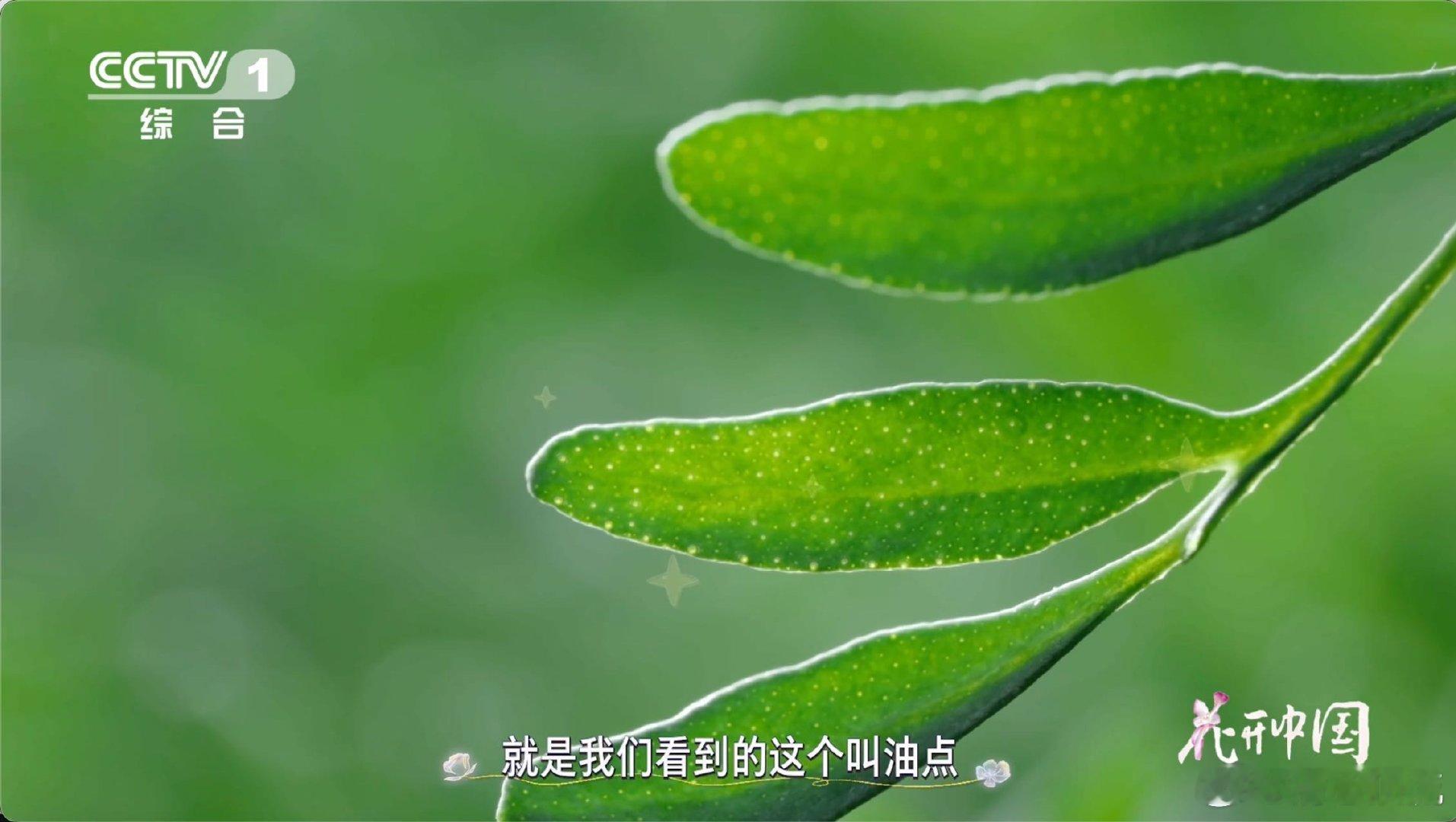 广东绿豆沙为啥加臭草食物名字的反差感 名字带臭却香到离谱！这就是广东糖水的玄学吧