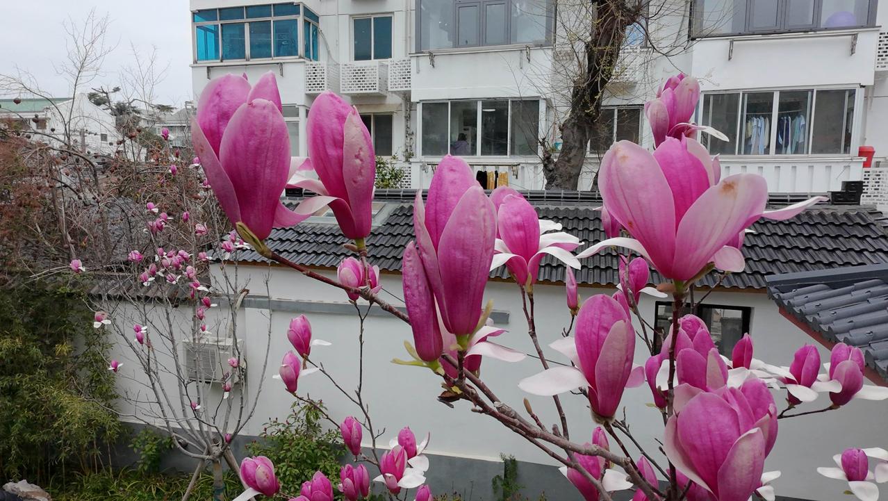 晒一晒我手机里的玉兰花先开花、后长叶，满枝紫艳，不吵不闹，却把早春的氛围感拉满。