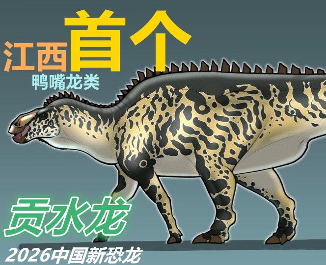 2026中国新恐龙：长出帆状尾巴的鸭嘴龙
帆尾贡水龙（Gongshuilong 