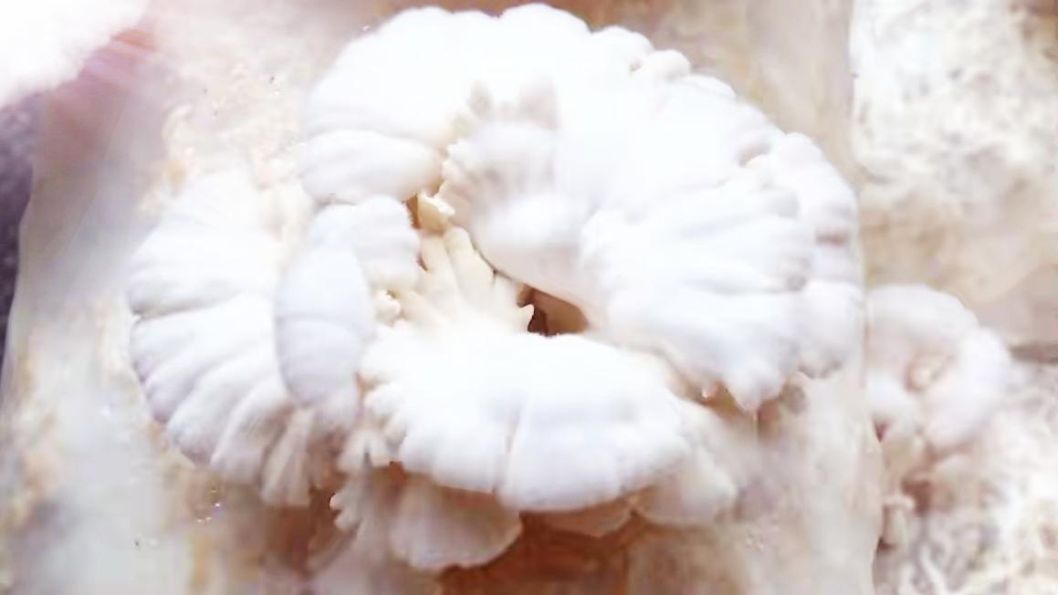 🔥昆明植物所第八代“果菌王”重磅登场！从网红苹果菌到太空育种升级版，第八代果菌